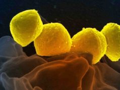 infezione batterica giappone